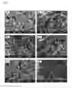 Fig. 02 - Chitosan hydrogel derivatives as a coating agent with broad spectrum of antimicrobial activities