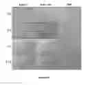Fig. 08 - Modified silk films containing glycerol