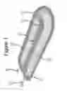 Fig. 02 - Encapsulation of pancreatic cells derived from human pluripotent stem cells