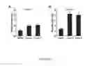 Fig. 05 - Compounds and matrices for use in bone growth and repair