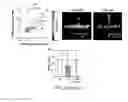 Fig. 26 - Optogenetic control of behavioral state