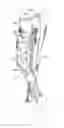 Fig. 01 - Garment for elevating physiological load under motion