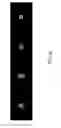 Fig. 04 - Method for producing shaped polymeric microparticles