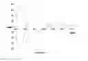 Fig. 04 - Stereodynamic chemosensors