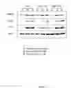 Fig. 15 - Pharmaceutical compositions comprising monoterpenes