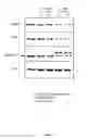 Fig. 16 - Pharmaceutical compositions comprising monoterpenes