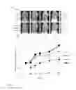Fig. 07 - Activity-based probe compounds, compositions, and methods of use