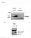 Fig. 02 - Tricyclic proteasome activity enhancing compounds