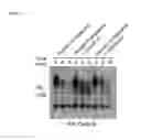 Fig. 06 - Tricyclic proteasome activity enhancing compounds