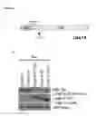 Fig. 07 - Tricyclic proteasome activity enhancing compounds