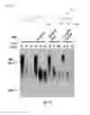 Fig. 14 - Tricyclic proteasome activity enhancing compounds