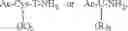 Fig. 04 - INSULIN INDEPENDENCE AMONG PATIENTS WITH DIABETES UTILIZING AN OPTIMIZED HAMSTER REG3 GAMMA PEPTIDE