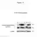 Fig. 12 - Polypeptides that bound to IL-23 receptor and inhibit binding of IL-23 and cell signaling thereof