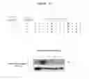 Fig. 19 - Polypeptides that bound to IL-23 receptor and inhibit binding of IL-23 and cell signaling thereof