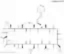 Fig. 84 - CYCLOSPORIN A ANALOGS