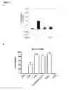 Fig. 17 - Cyclotides as immunosuppressive agents