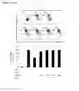 Fig. 20 - Cyclotides as immunosuppressive agents