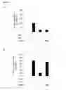 Fig. 22 - Cyclotides as immunosuppressive agents