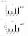 Fig. 28 - Cyclotides as immunosuppressive agents