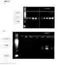 Fig. 35 - Cyclotides as immunosuppressive agents