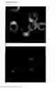 Fig. 37 - Cyclotides as immunosuppressive agents