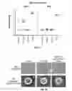 Fig. 11 - PALIVIZUMAB EPITOPE-BASED VIRUS-LIKE PARTICLES