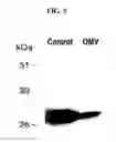 Fig. 06 - Multiple variants of meningococcal protein NMB1870