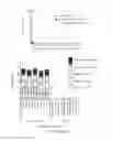 Fig. 15 - Mono or multivalent botulinum neurotoxin based vaccine using the heavy chain from serotypes of 