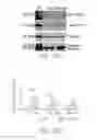 Fig. 27 - PTD-SMAD7 therapeutics