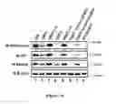 Fig. 02 - COMPOUNDS AND METHODS FOR TREATING OBESITY AND CONTROLLING WEIGHT