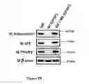 Fig. 04 - COMPOUNDS AND METHODS FOR TREATING OBESITY AND CONTROLLING WEIGHT