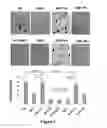 Fig. 05 - COMPOUNDS AND METHODS FOR TREATING OBESITY AND CONTROLLING WEIGHT