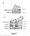 Fig. 11 - COMPOUNDS AND METHODS FOR TREATING OBESITY AND CONTROLLING WEIGHT