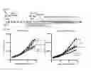Fig. 17 - High affinity PD-1 agents and methods of use