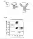 Fig. 21 - High affinity PD-1 agents and methods of use