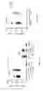Fig. 03 - Method and Pharmaceutical Composition for use in the Treatment of Cancer