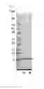 Fig. 02 - Fibronectin type III domain based scaffold compositions, methods and uses