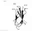 Fig. 07 - Fibronectin type III domain based scaffold compositions, methods and uses
