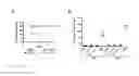 Fig. 12 - HUMANIZED ANTIBODIES SPECIFIC FOR STAPHYLOCOCCAL ENTEROTOXIN B