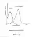 Fig. 13 - IMMUNOLOGICAL CONTROL OF BETA-AMYLOID LEVELS IN VIVO