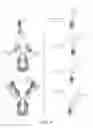 Fig. 05 - Methods of treating a neoplastic disease