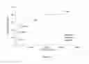 Fig. 12 - Methods for treating ulcers in thalassemia syndrome with an ActRIIB polypeptide