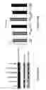Fig. 30 - NOVEL ANTI-cMET ANTIBODY