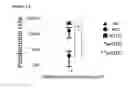 Fig. 10 - Method for producing monoclonal IgA antibody