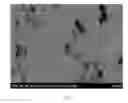 Fig. 04 - WELL DEFINED, HIGHLY CROSSLINKED NANOPARTICLES AND METHOD FOR MAKING SAME