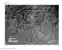 Fig. 07 - Acrylamide-based mesoporous polymer and preparation method thereof