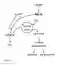Fig. 02 - Genetically Modified Bacteria