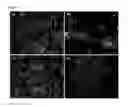 Fig. 06 - NANOFIBERS