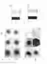 Fig. 14 - Cell sorting method