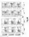 Fig. 08 - CONDITIONALLY IMMORTALIZED LONG-TERM STEM CELLS AND METHODS OF MAKING AND USING SUCH CELLS